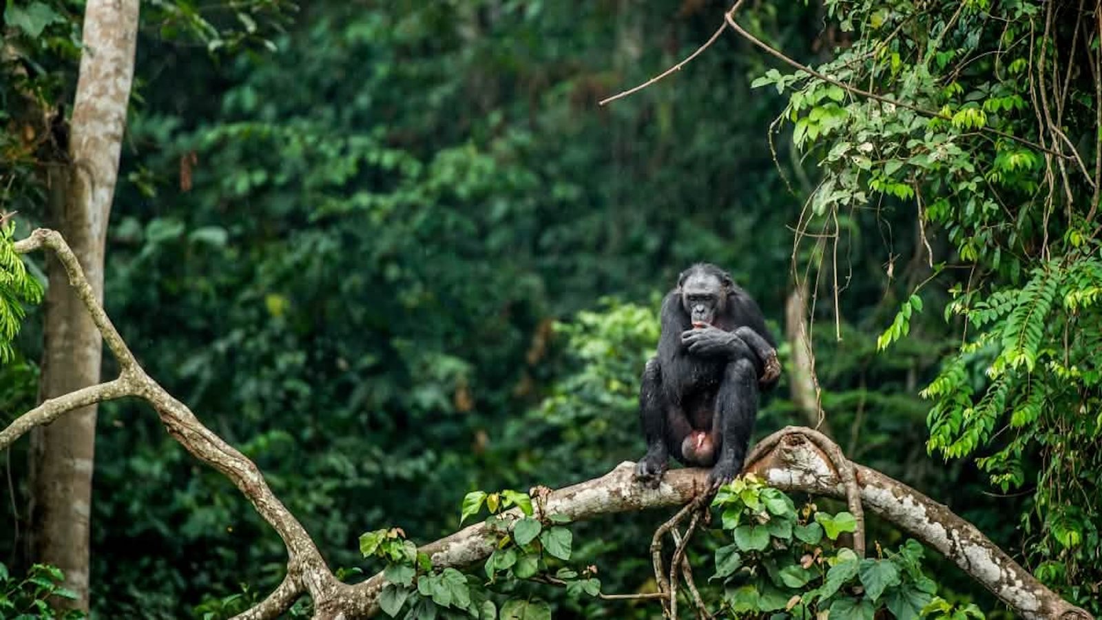 Illustration de CONSENTEMENT LIBRE, INFORME ET PREALABLE DECOMMUNAUTE D'OHAMBE POUR LE PROJET*« BONOBOS SANKURU PROJECT "