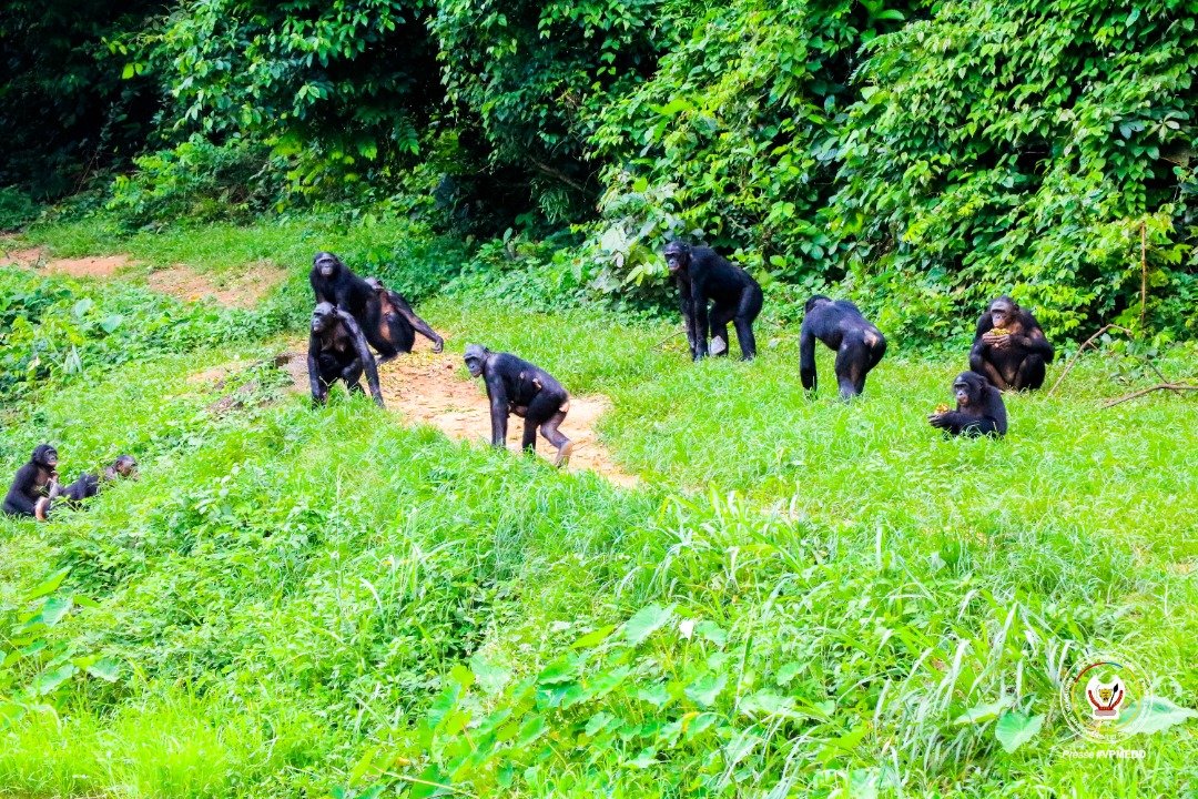 Illustration de Responsable Habituation et Ecotourisme